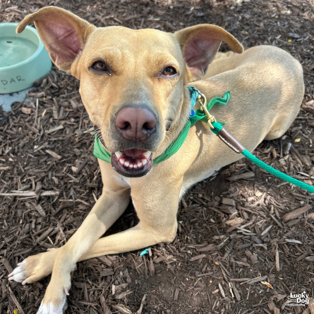 LALY - Retriever, Labrador / Mix available for adoption