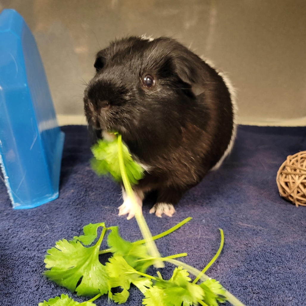 Clover
