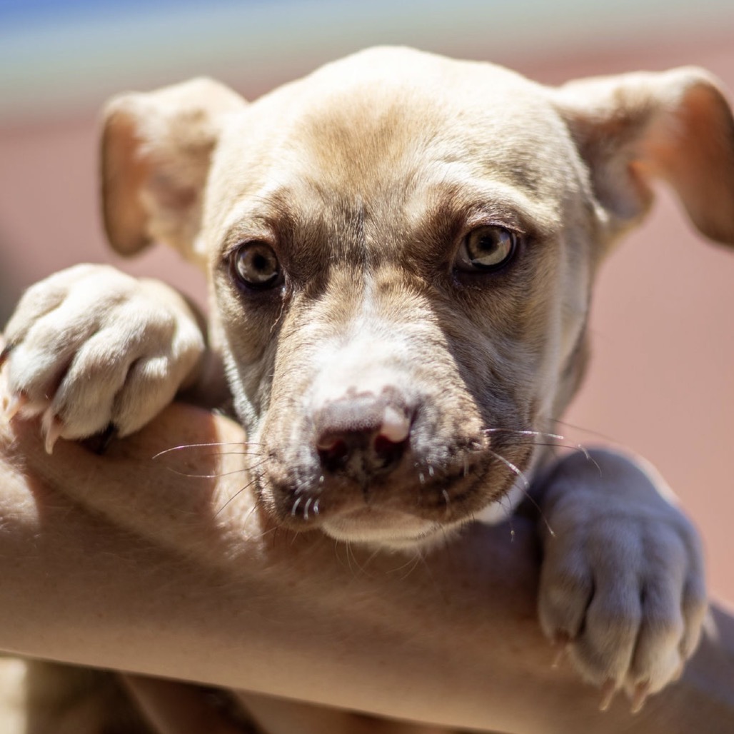 Kennel#29b Sprinkles's preview photo