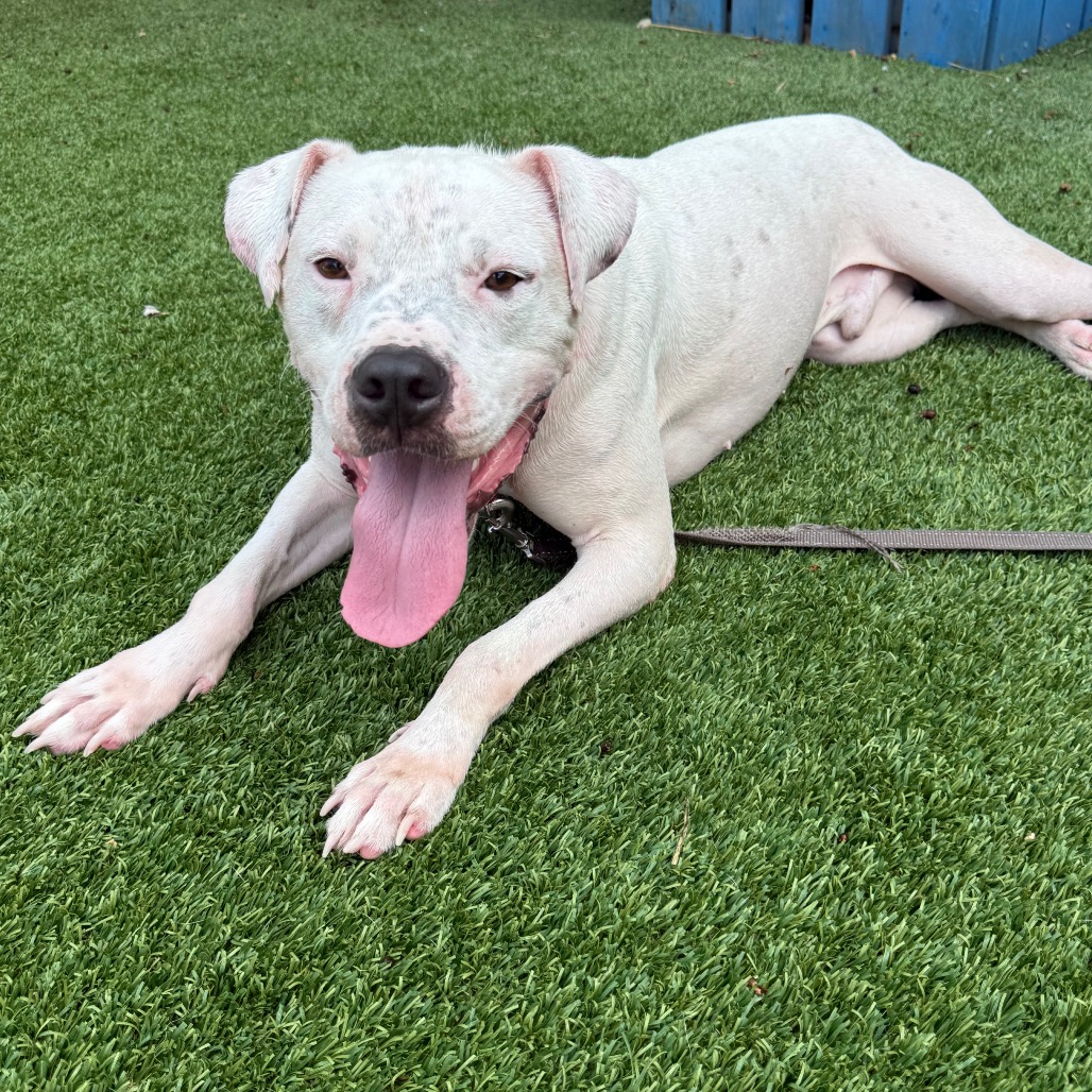 MIKEY - Terrier, Pit Bull / Mix available for adoption