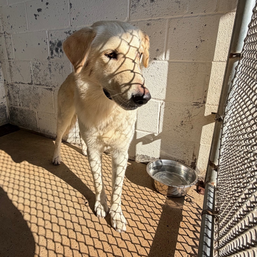 EACS-STRAY-199802_2 - Retriever, Labrador / Mixed Breed (Medium) available for adoption