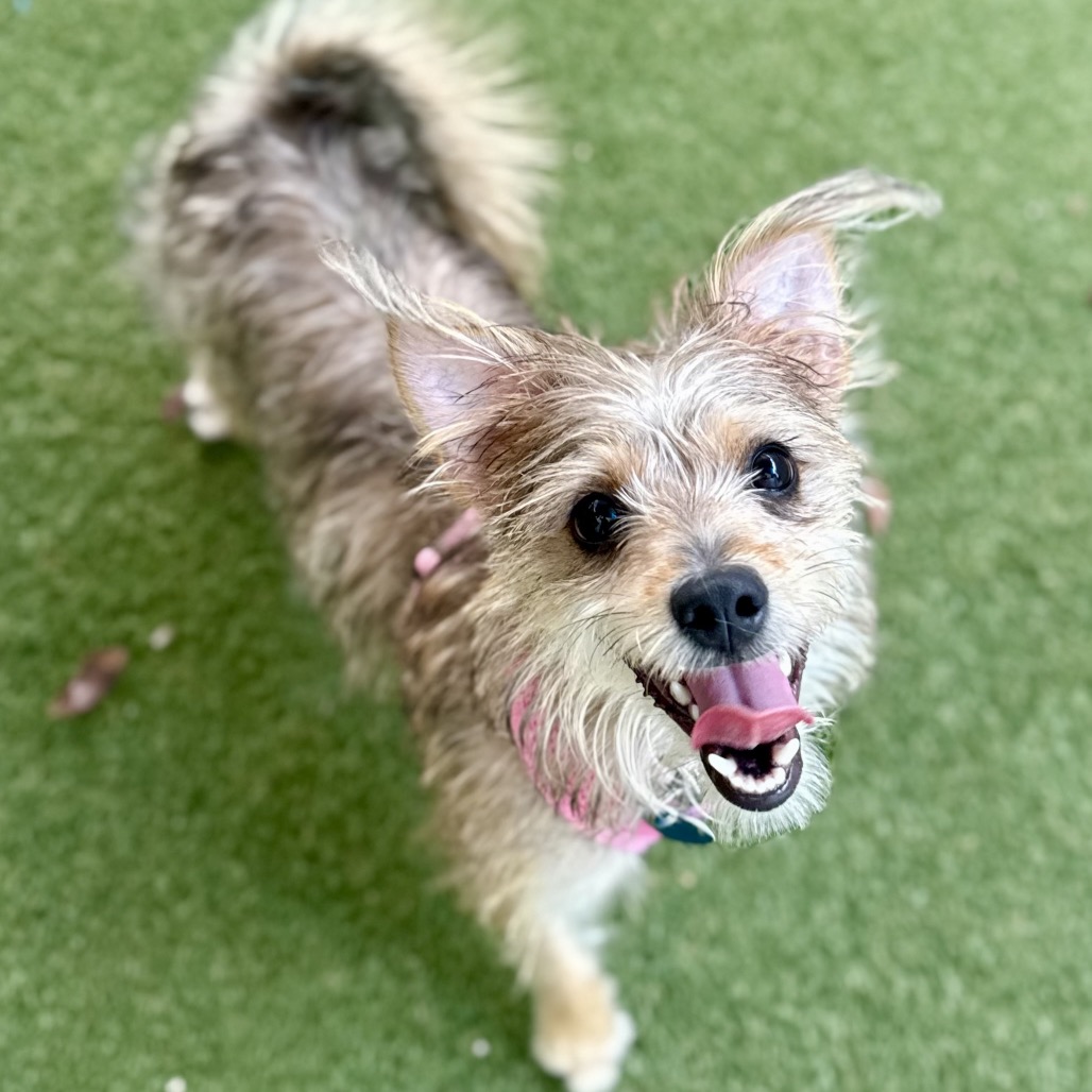 TOTO - Terrier / Yorkshire, Yorkie available for adoption