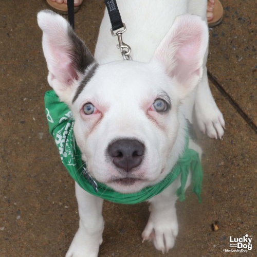LONDYN - Terrier / Retriever available for adoption