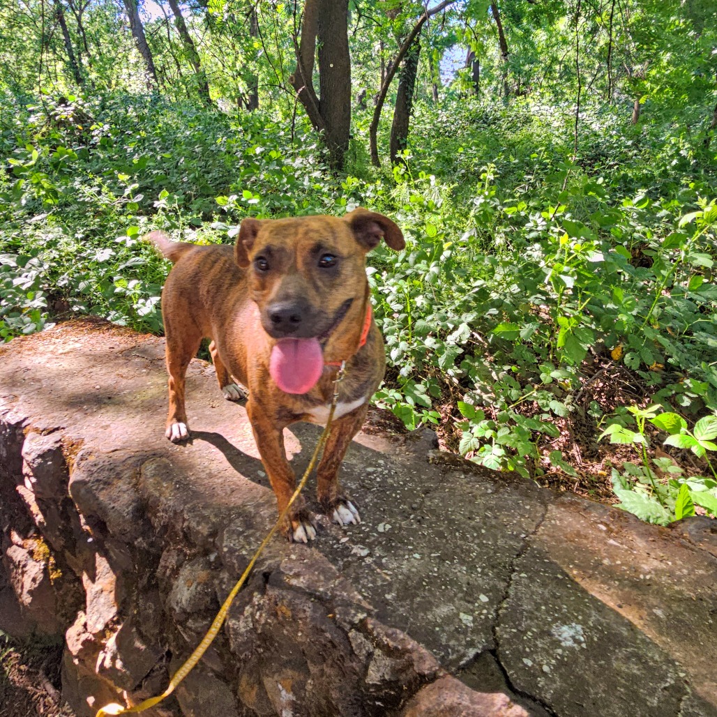 Skye — thumbnail 3