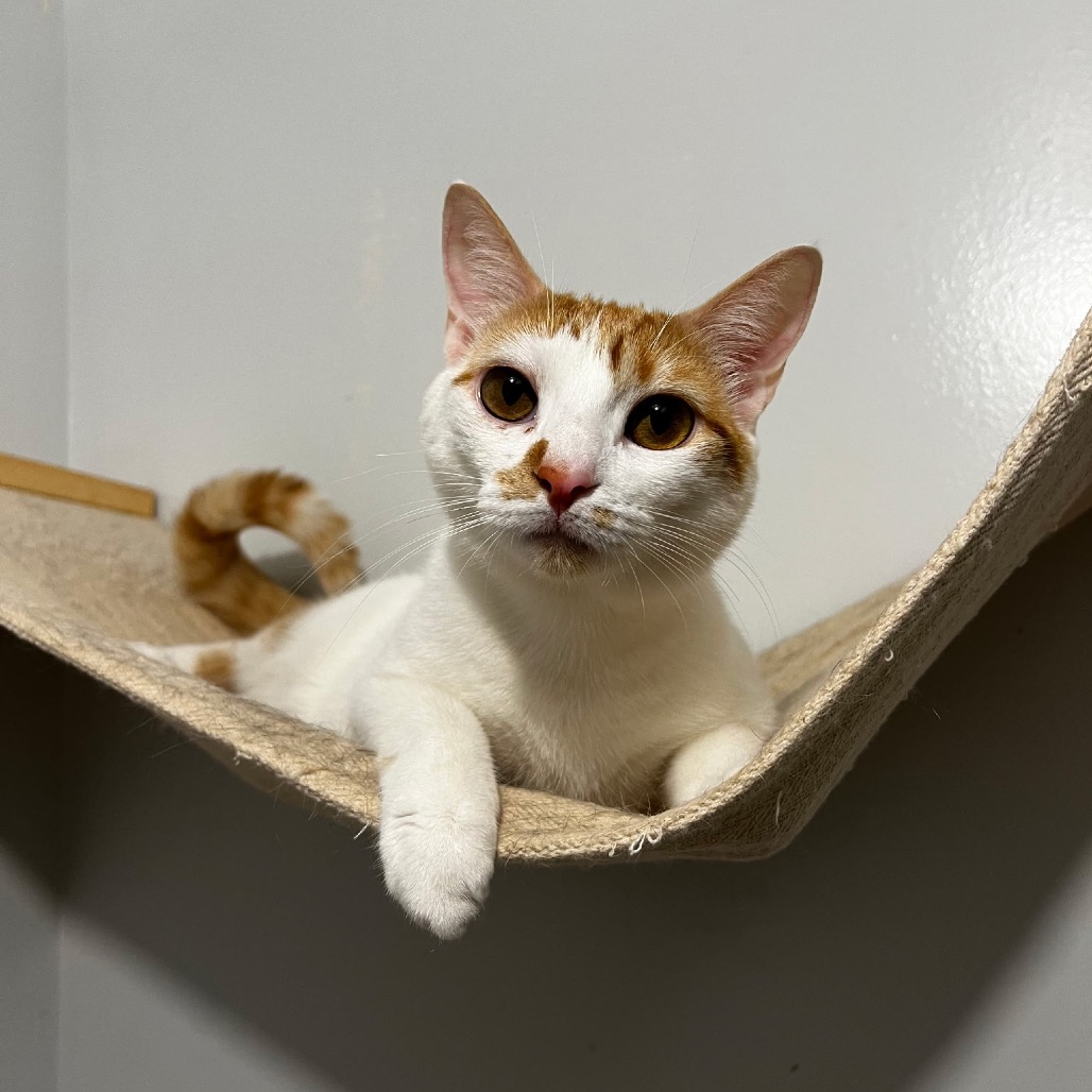 Photo of WINTER (bonded w/Noel)