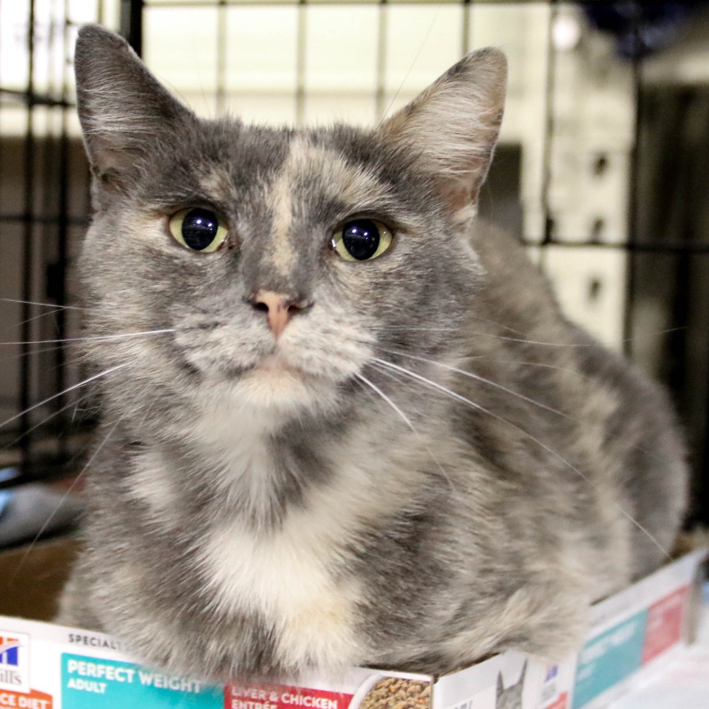 JOAN - Domestic Shorthair available for adoption