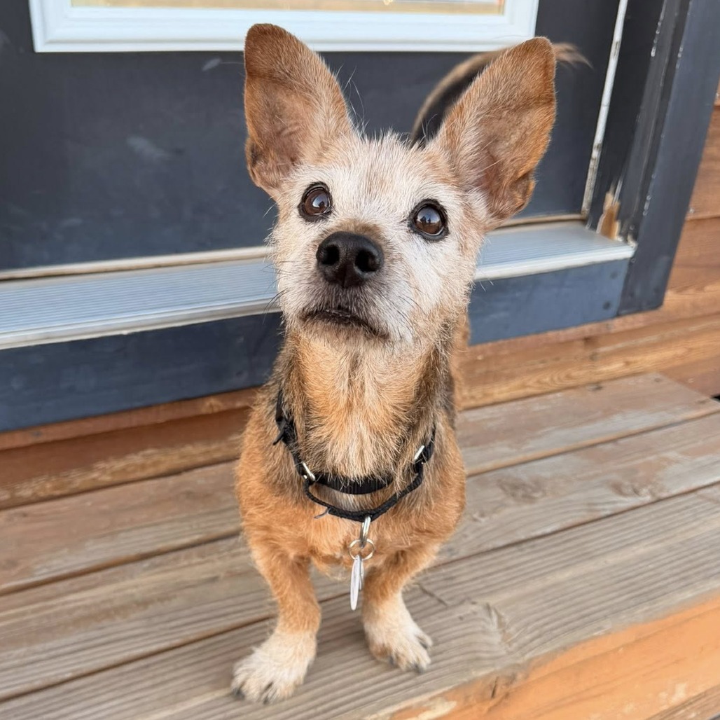 Burl Ives is available for adoption at Frosted Faces Foundation