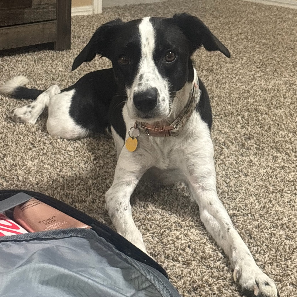 ANGEL - Mixed Breed (Medium) / Collie, Border available for adoption