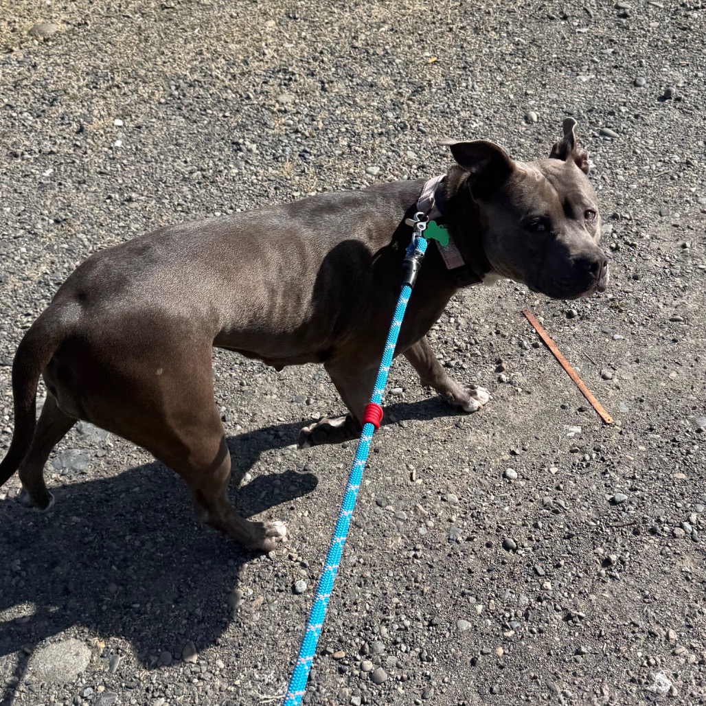 Birdie