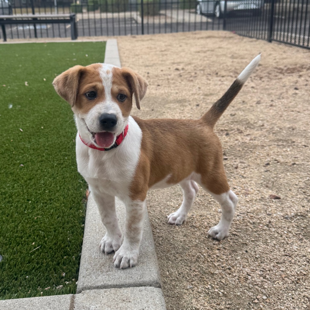 BRUNO - Cattle Dog / Australian (Red Heeler) available for adoption