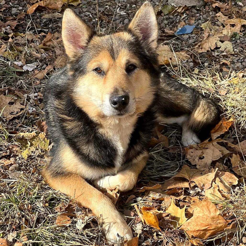 Jasper — thumbnail 8