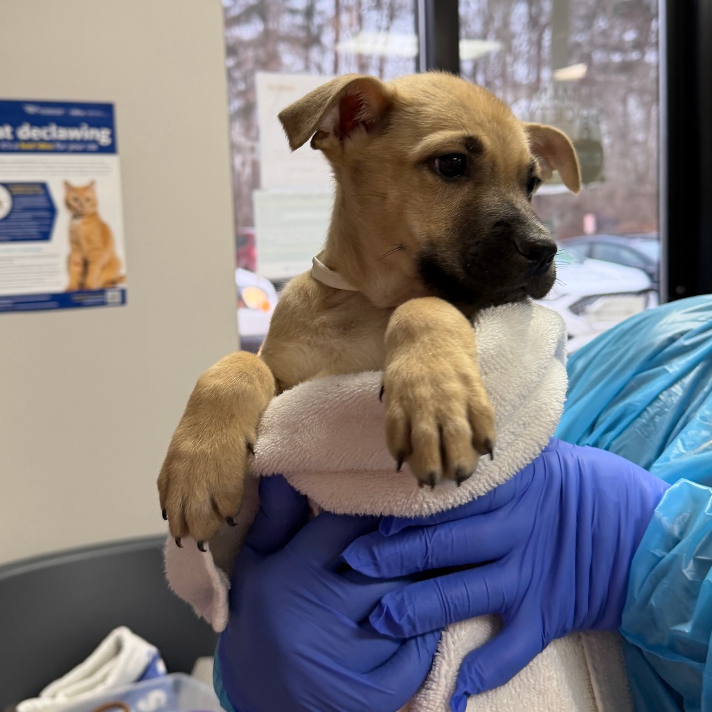 Azher is available for adoption at Humane Society of West Michigan