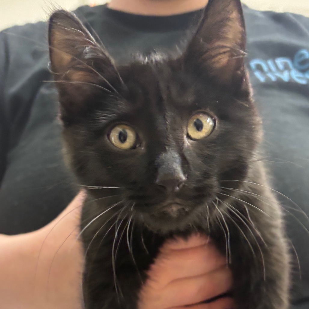 Kevin - Domestic Medium Hair