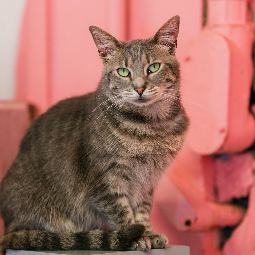 AVALON - Domestic Shorthair for adoption in Fort Lauderdale