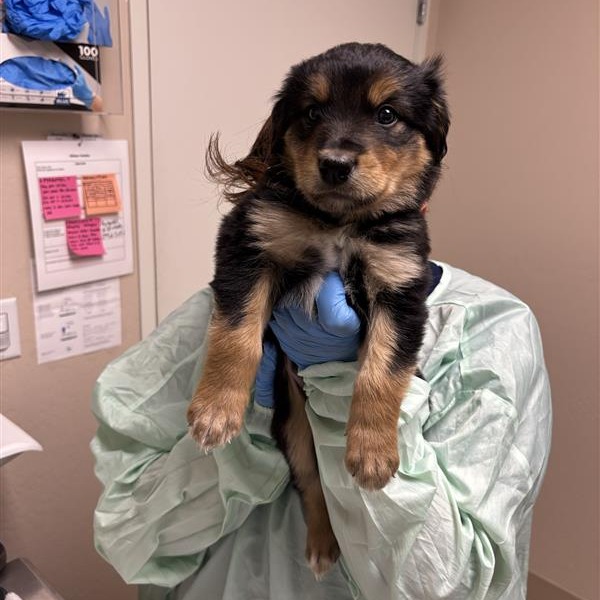 EDGAR - Mixed Breed (Medium) available for adoption