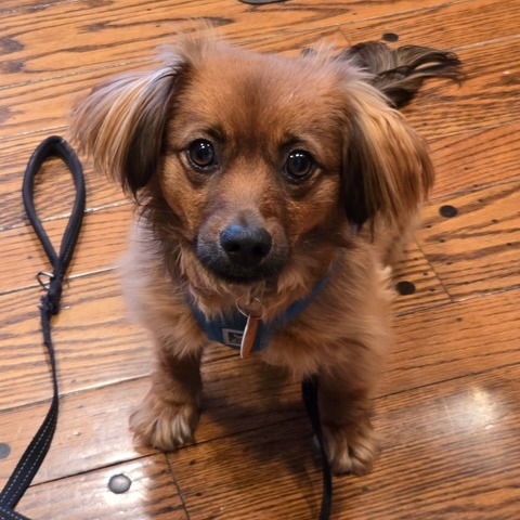 Animal named Oscar/Ollie