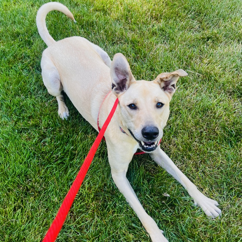 Rex, photo 5