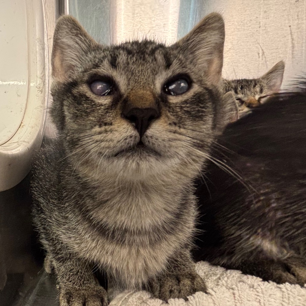 GIBBS - Domestic Shorthair available for adoption