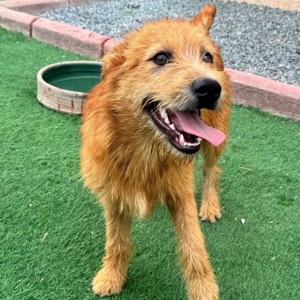 RED - Mixed Breed (Medium) for adoption in Alexandria