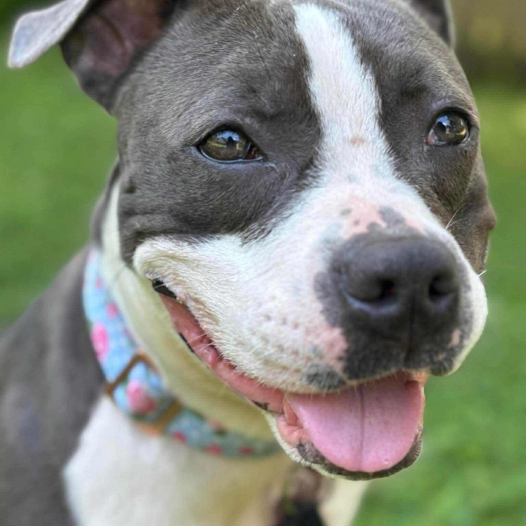 Ruby aka Woobie (Formerly Rosie), photo 6