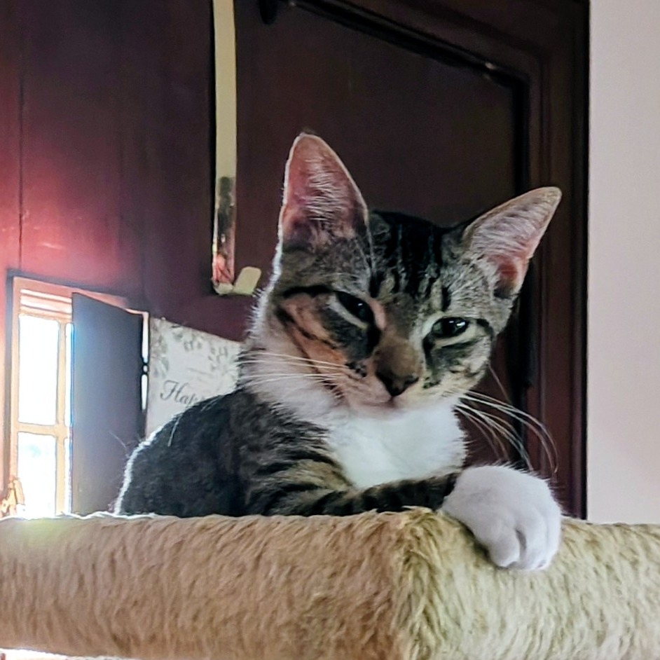 Amber