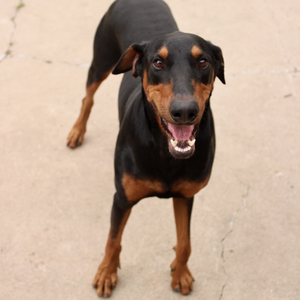 Thor photo 26