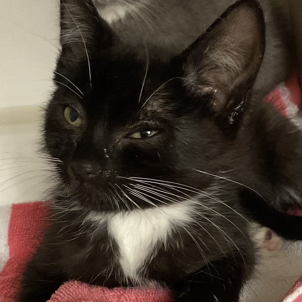 Dimitri - Domestic Shorthair