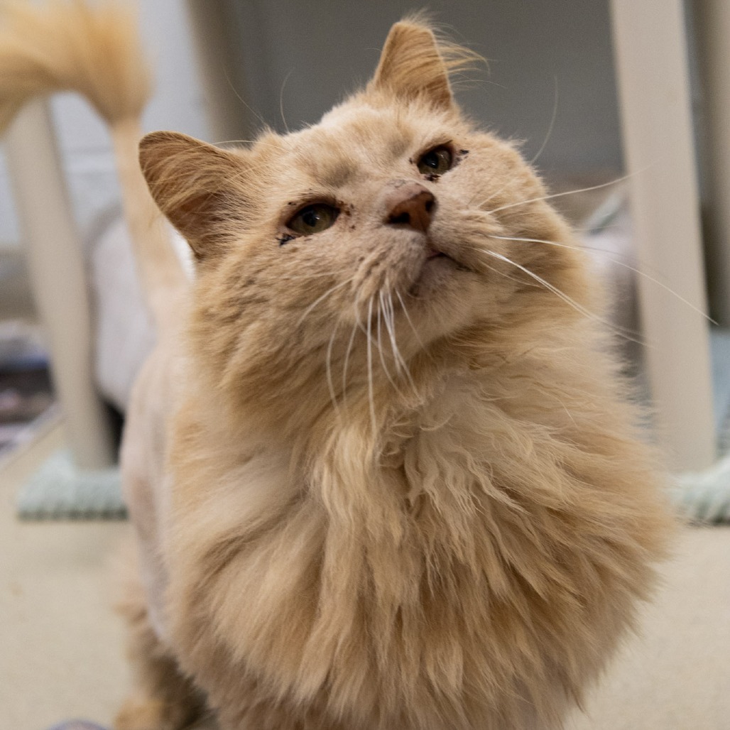 BUTTER - Domestic Longhair available for adoption