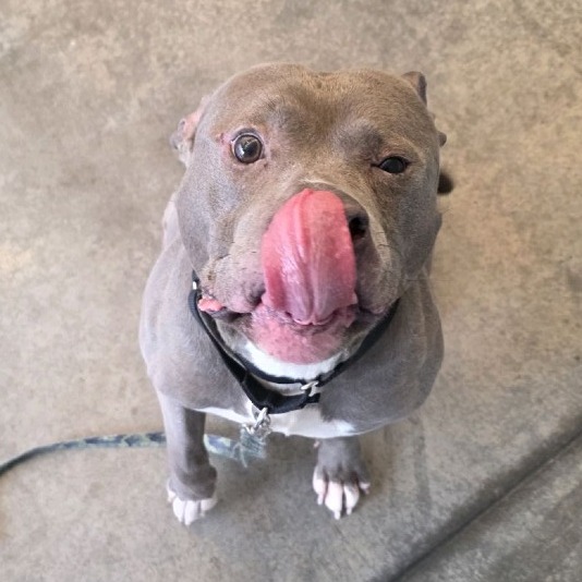 Photo of Blueberry Jam 4