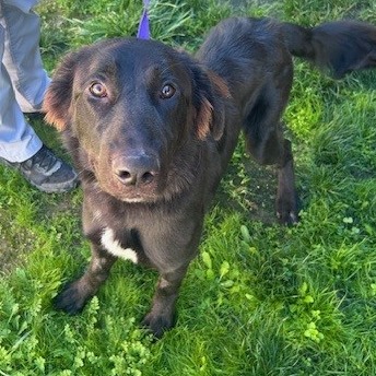 Kennel#31 Bear's preview photo