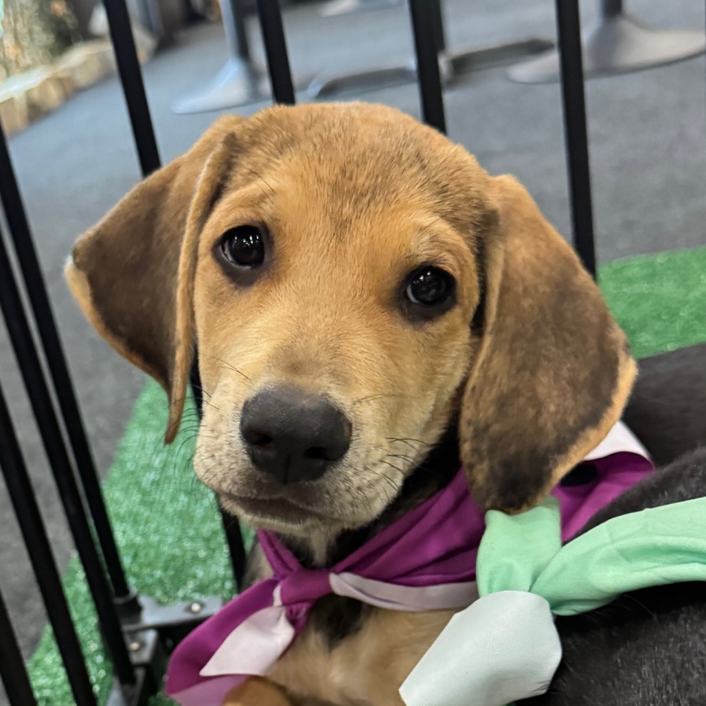 ELM - Hound / Shepherd available for adoption