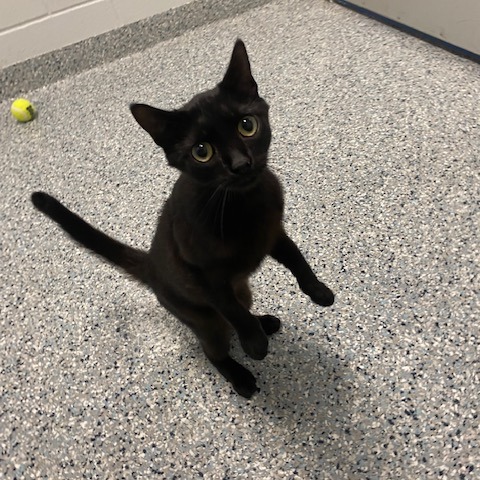 PADDY CAKE - Domestic Shorthair available for adoption