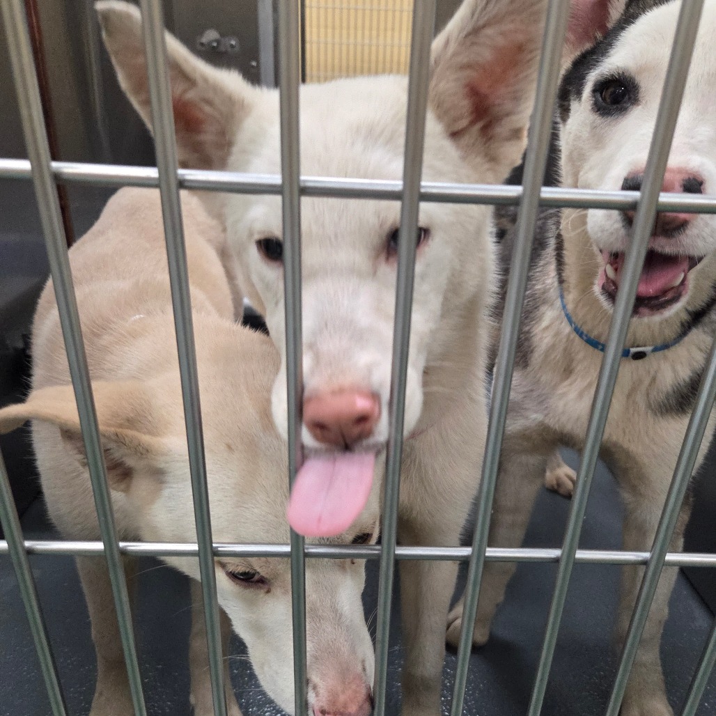 Drusilla — thumbnail 4