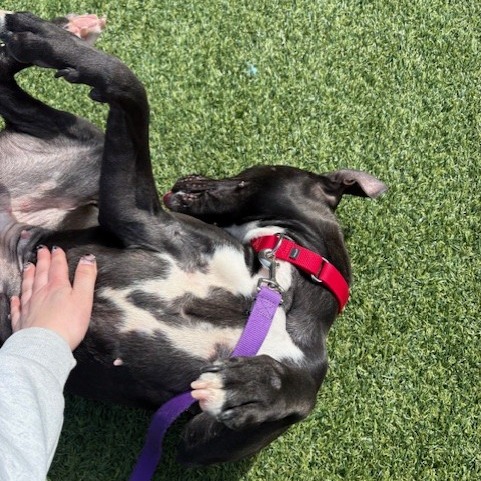 Photo of Witch Hazel 14