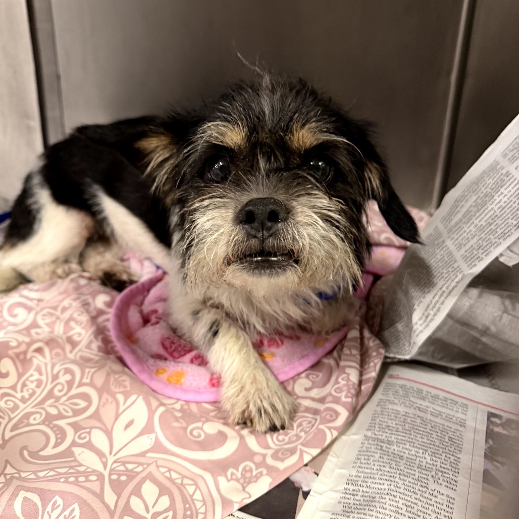 Shih Tzu