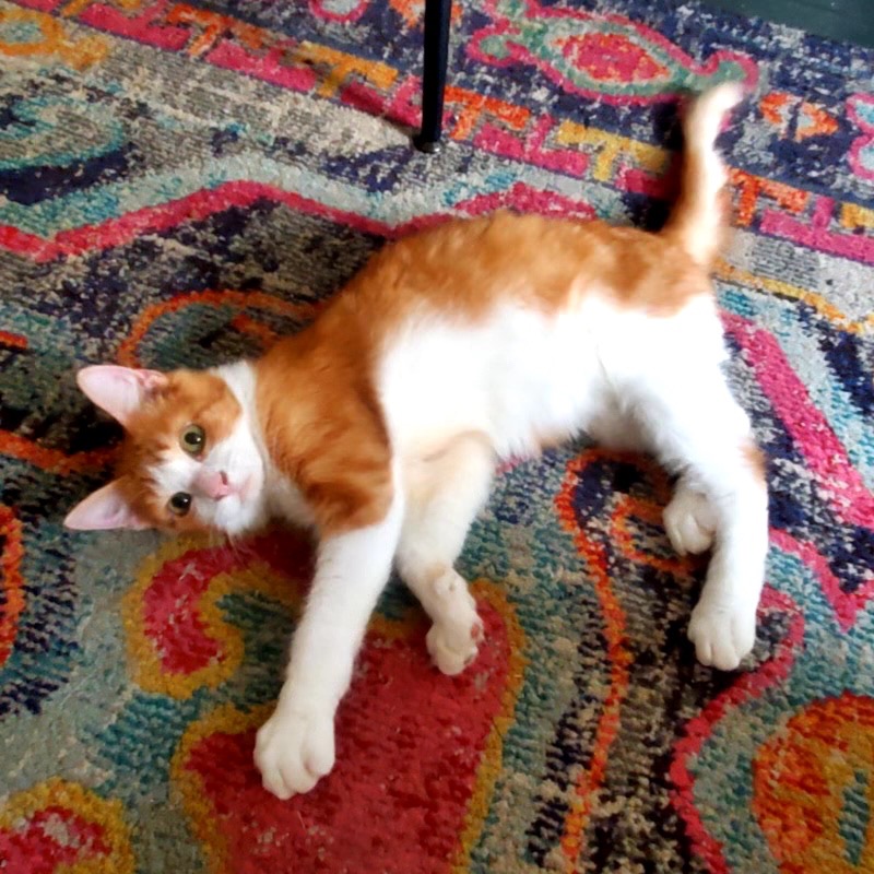GLITCH - Domestic Medium Hair available for adoption