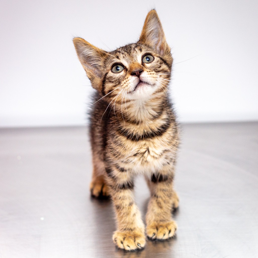 LEMON PEPPER - Domestic Shorthair / Mix for adoption in Hattiesburg