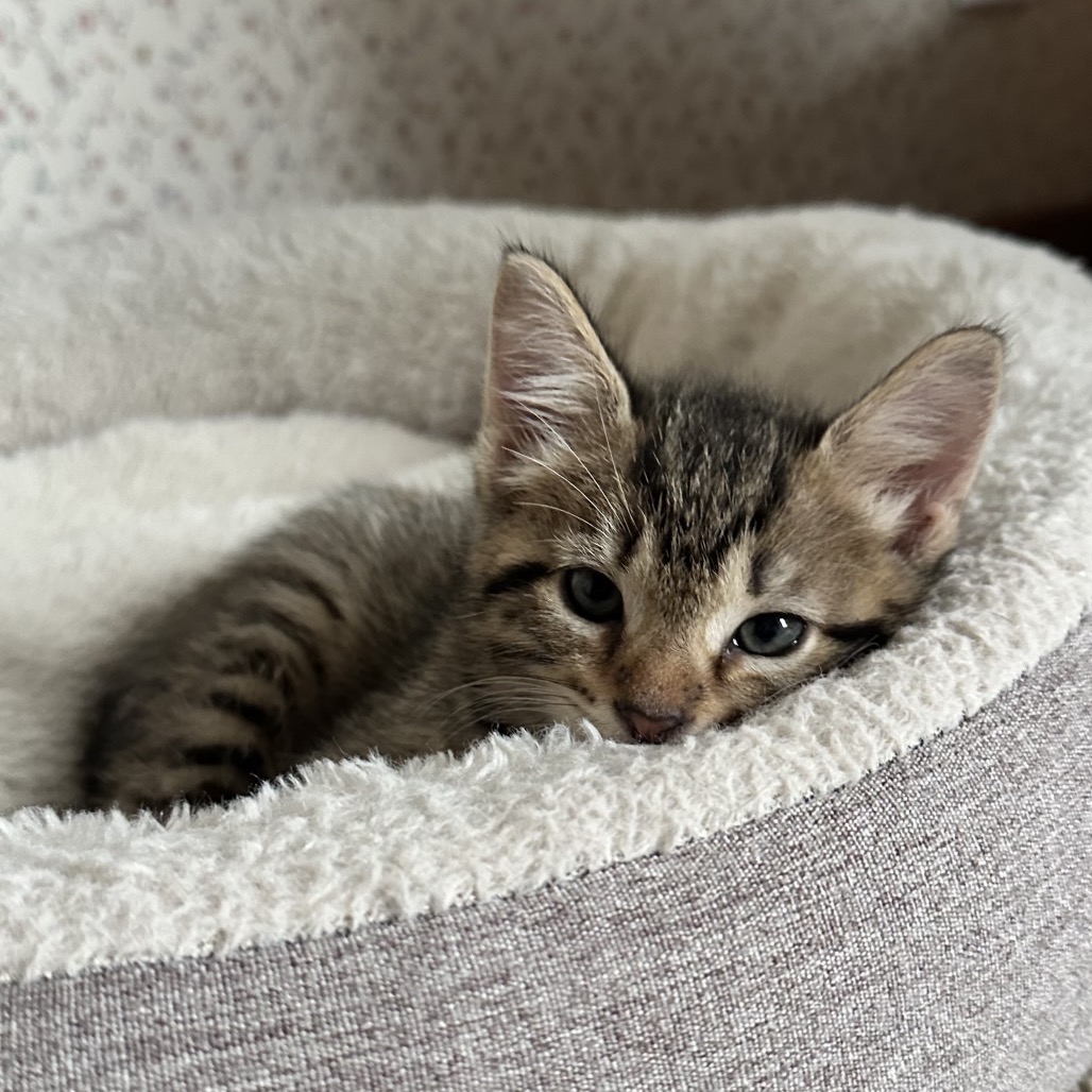 TEXAS TOAST 3 - Domestic Shorthair available for adoption