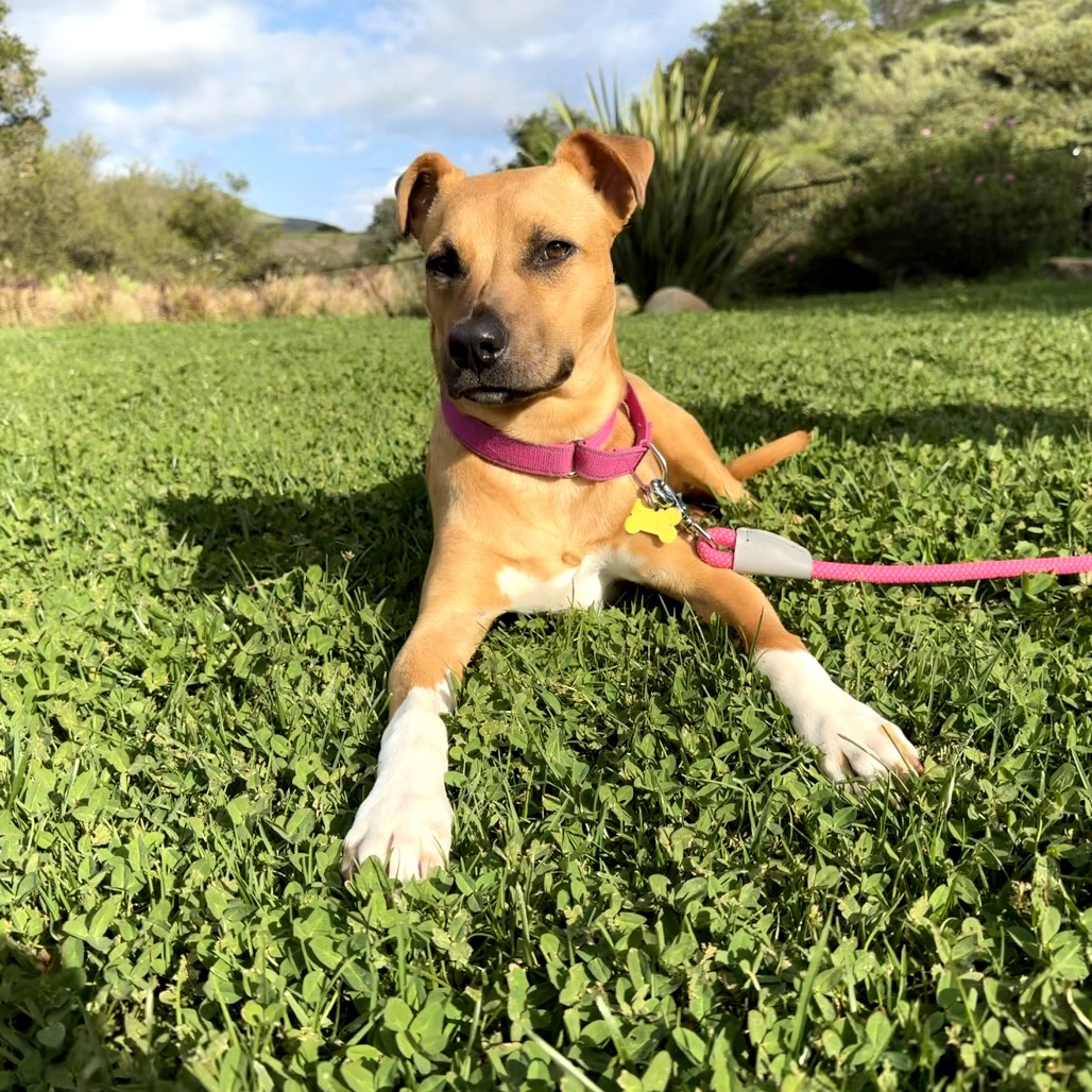 Lily, photo 8