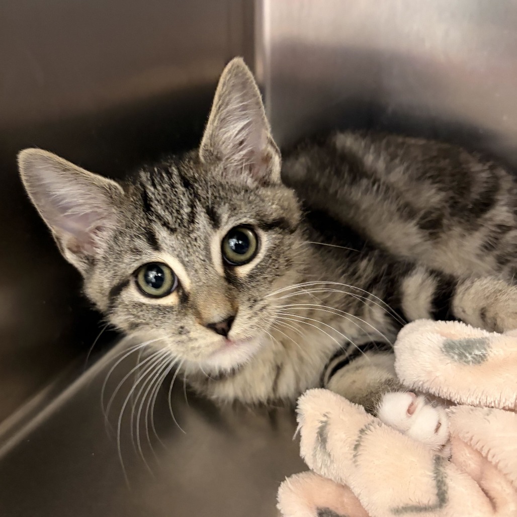 SASUKE - Domestic Shorthair available for adoption