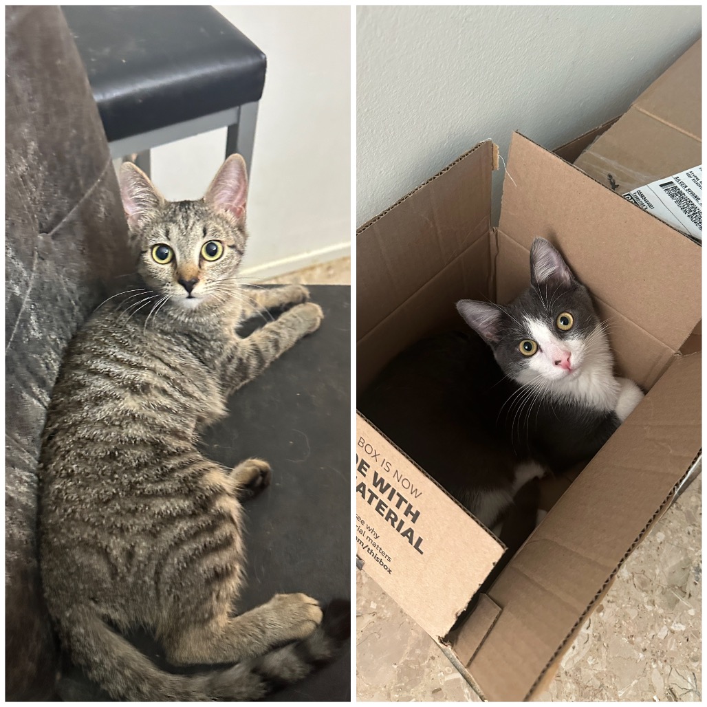 PENNY & LEONARD - Domestic Shorthair for adoption in Silver Spring