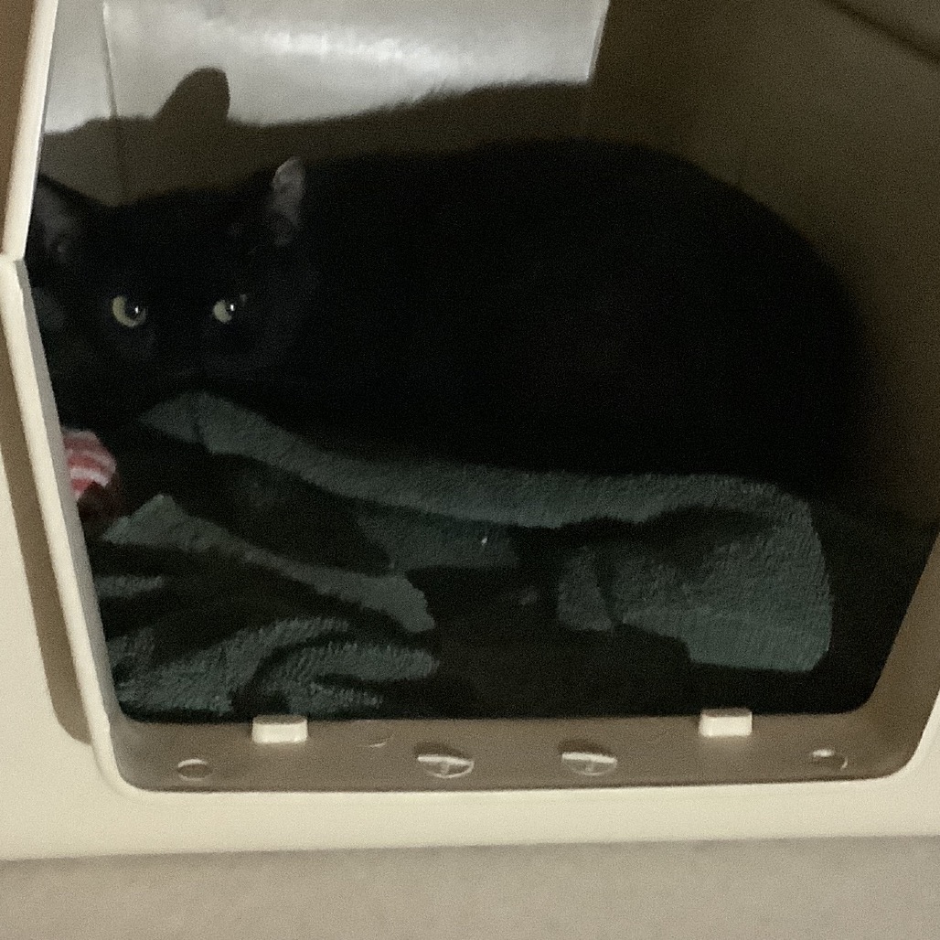 Priscilla - Domestic Shorthair