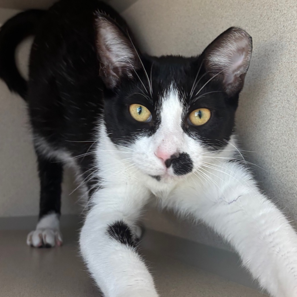 Basil - Domestic Shorthair