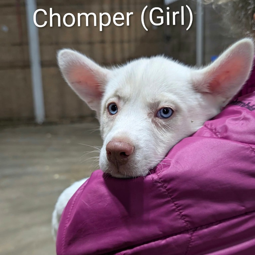 Chomper