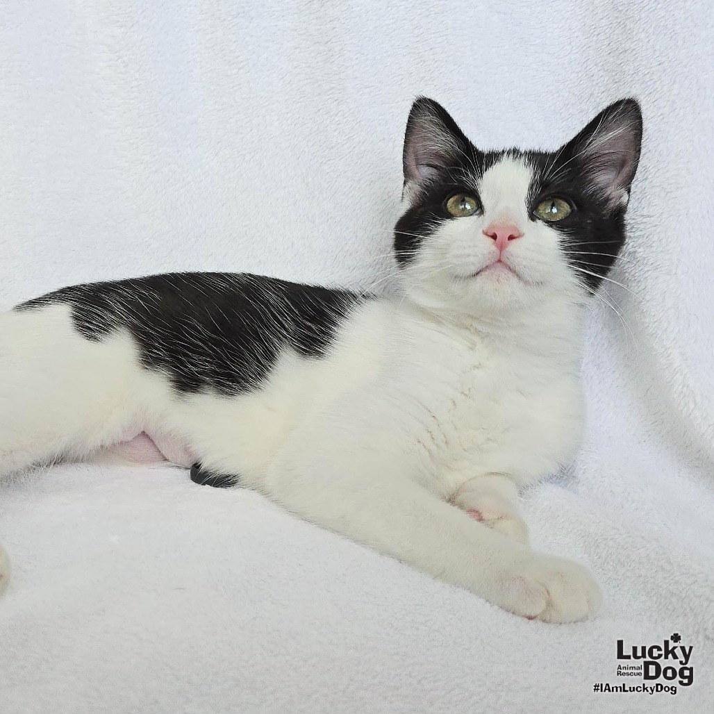 YOSHI - Domestic Shorthair available for adoption