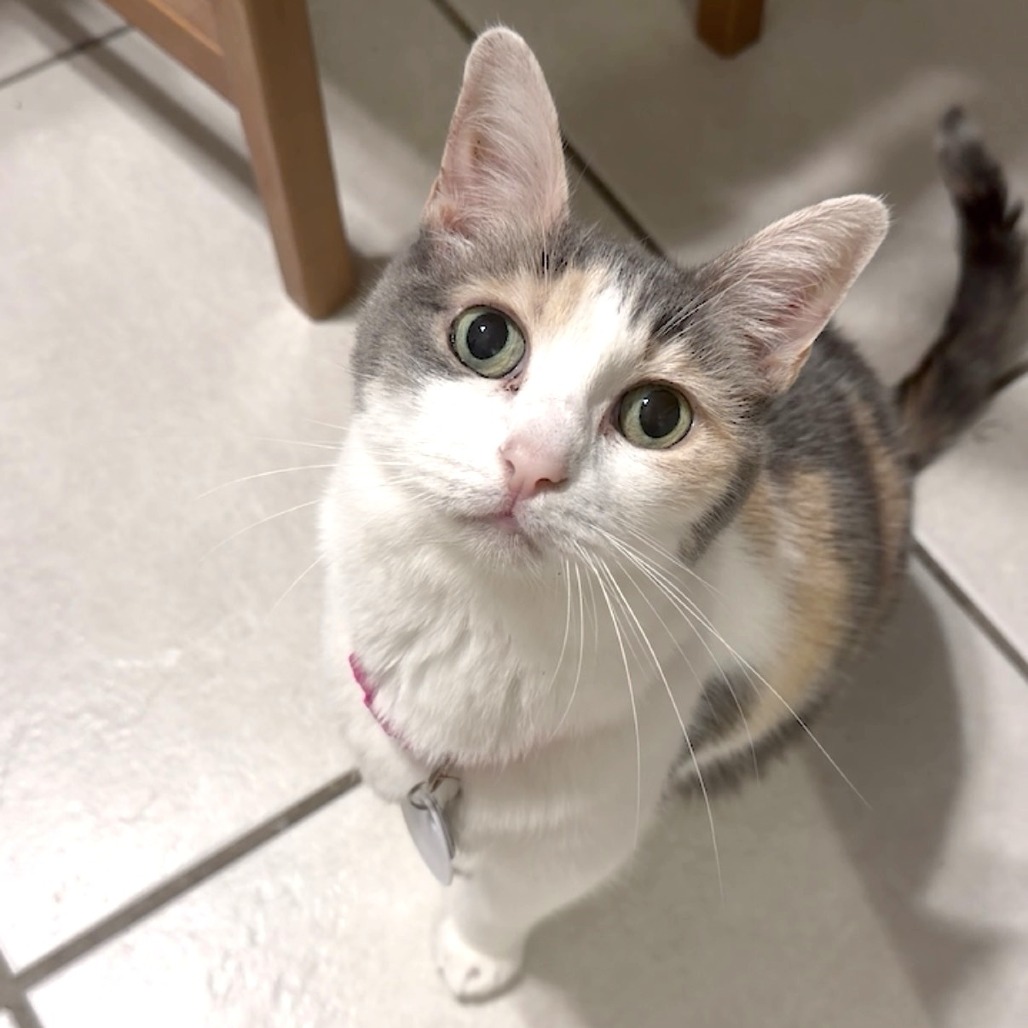 Kali