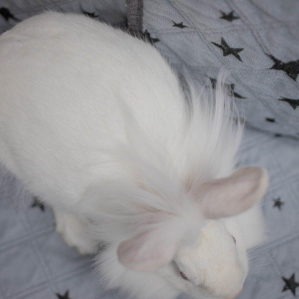 Posy, photo 6