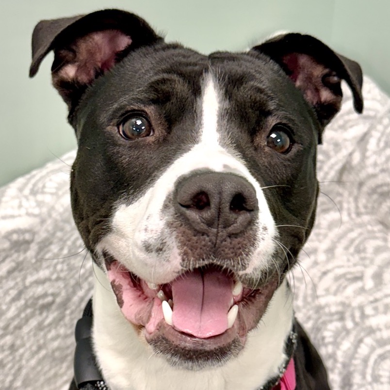BISCUIT - Mixed Breed (Large) available for adoption