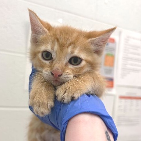 BENSON 3 - Domestic Shorthair available for adoption