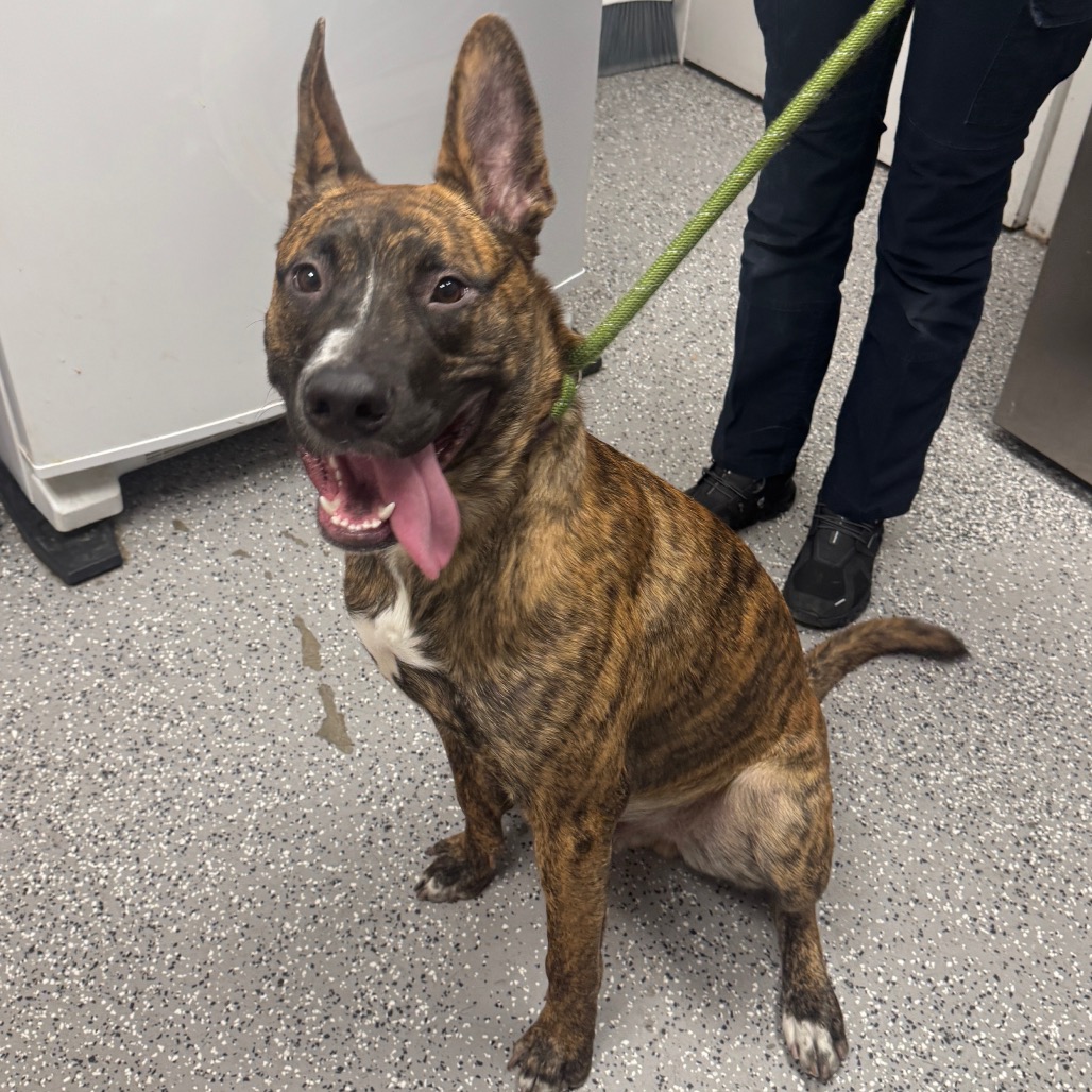 GUINNESS - Shepherd, Dutch / Appenzell Mountain Dog available for adoption